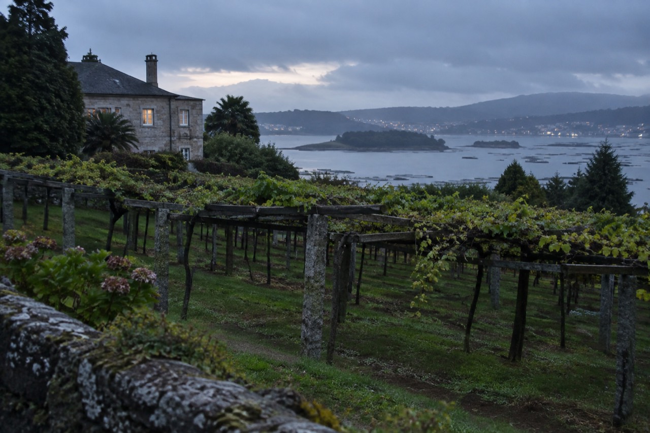 Rows of grapevines on wooden pergolas near the sea in Galicia, with a misty inlet in the background.