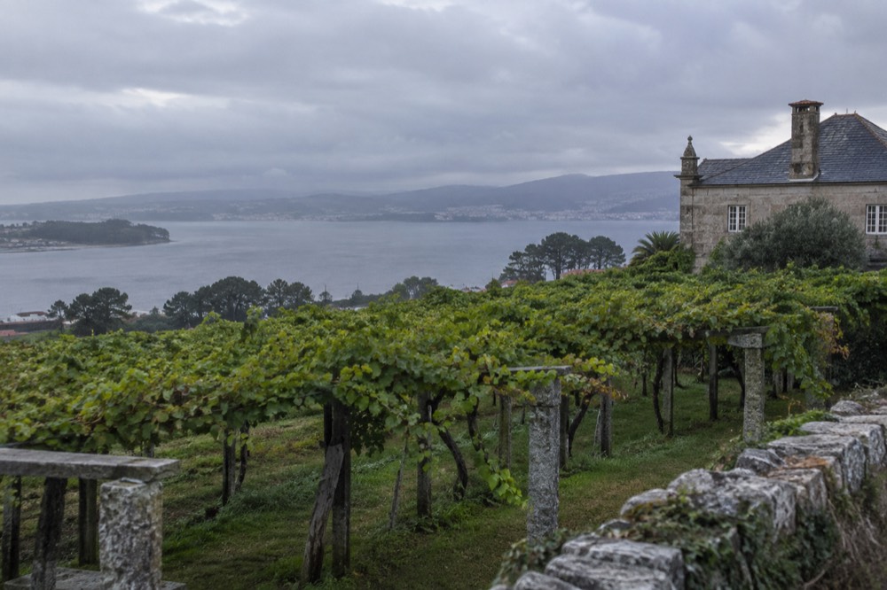 Vineyard rows on a hillside sloping down toward a wide blue estuary.