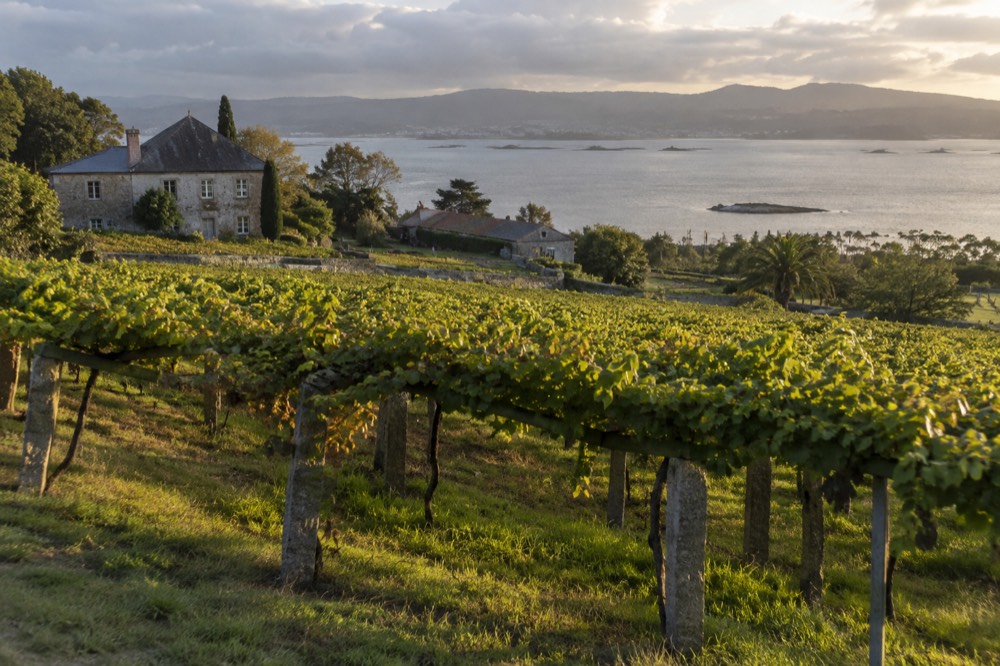 Rows of pergola-trained Albariño vines on stone posts in a Rías Baixas vineyard near the coast