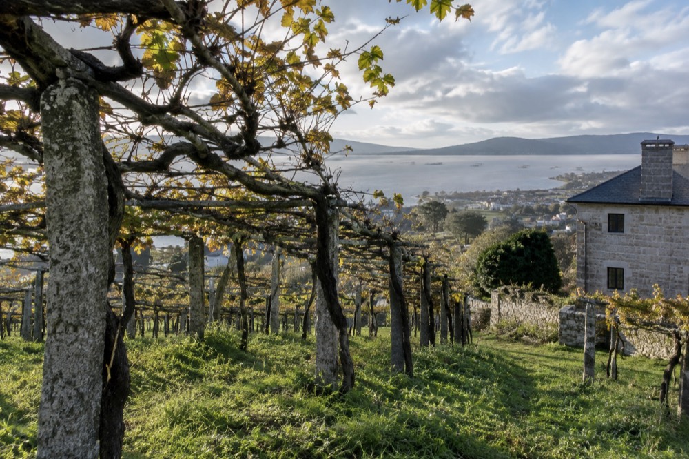 Vineyard rows sloping toward a blue Galician estuary under a partly cloudy sky