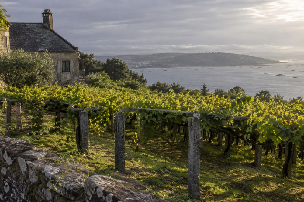 A vineyard slope above a river estuary in the Rias Baixas wine region of Galicia